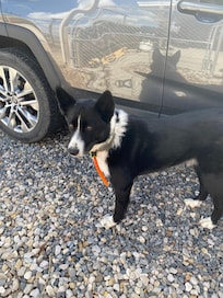 Wanda’s dog Shoney