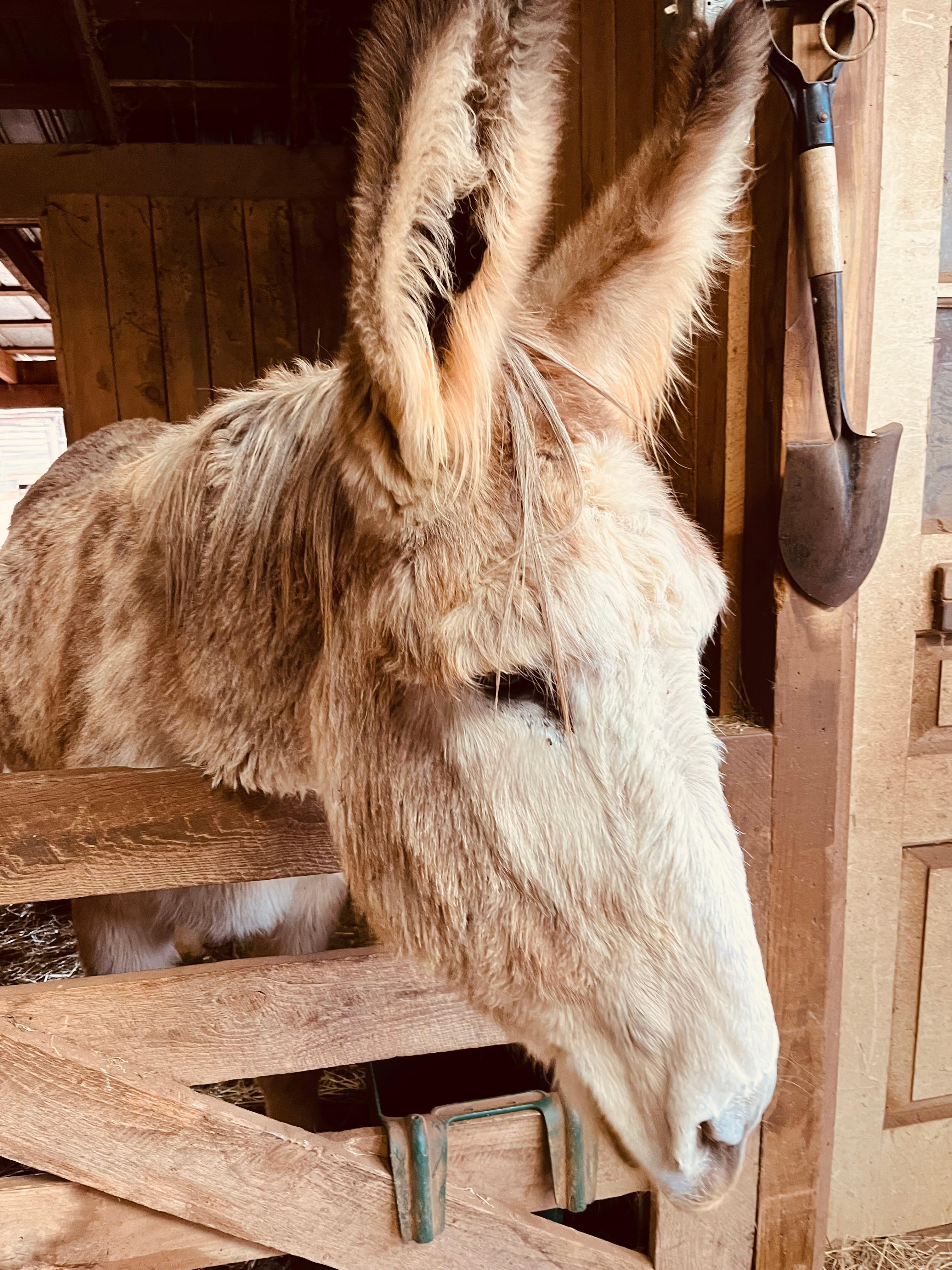 Mammoth donkeys are so awesome. 