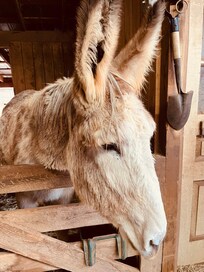 Mammoth donkeys are so awesome.