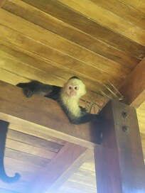 One of our daily visitors