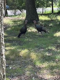 Visit from the turkeys