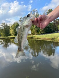 great pond for fishing