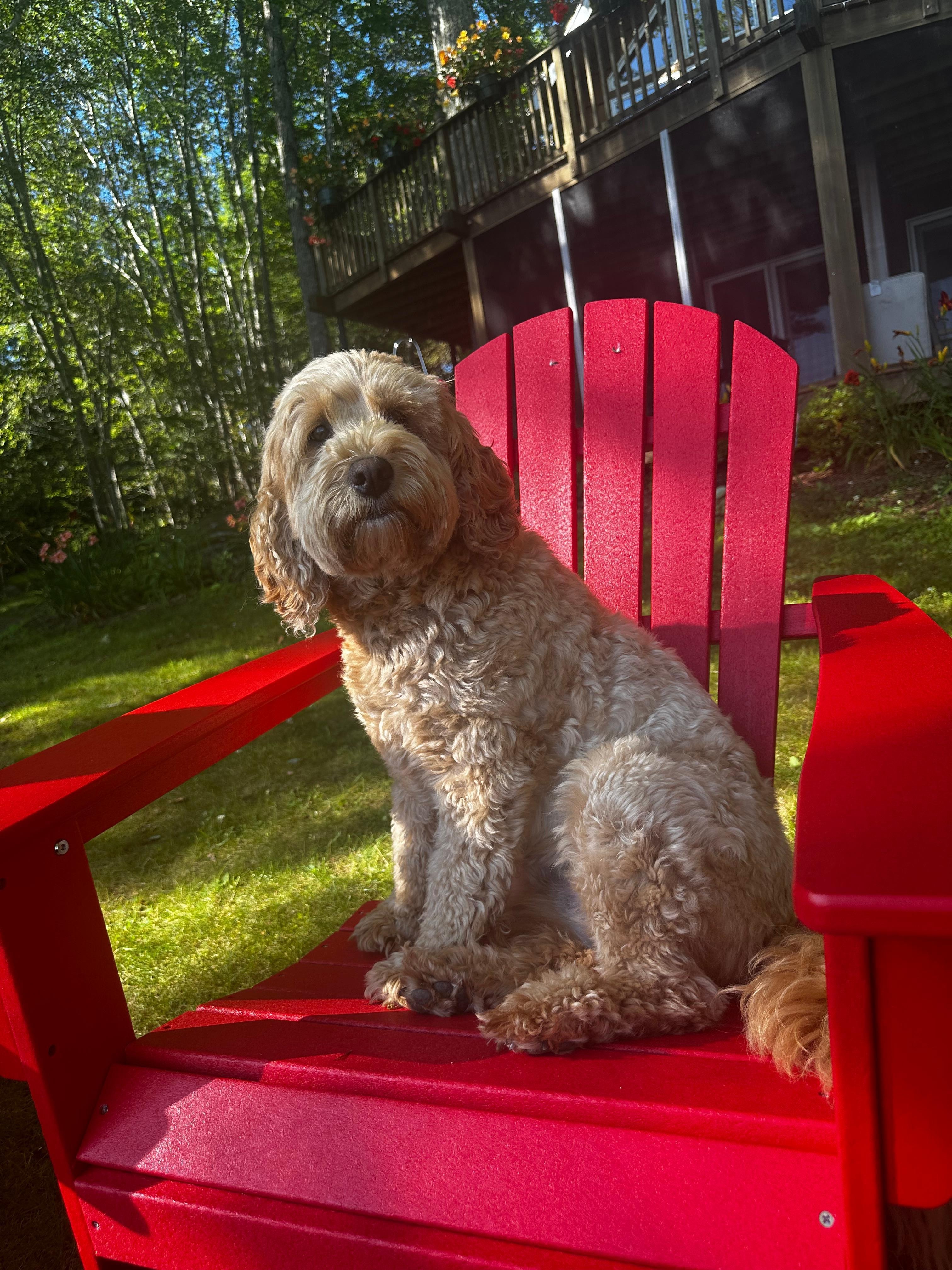 Happy pup - she loved the new chairs. 