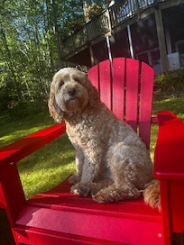 Happy pup - she loved the new chairs.