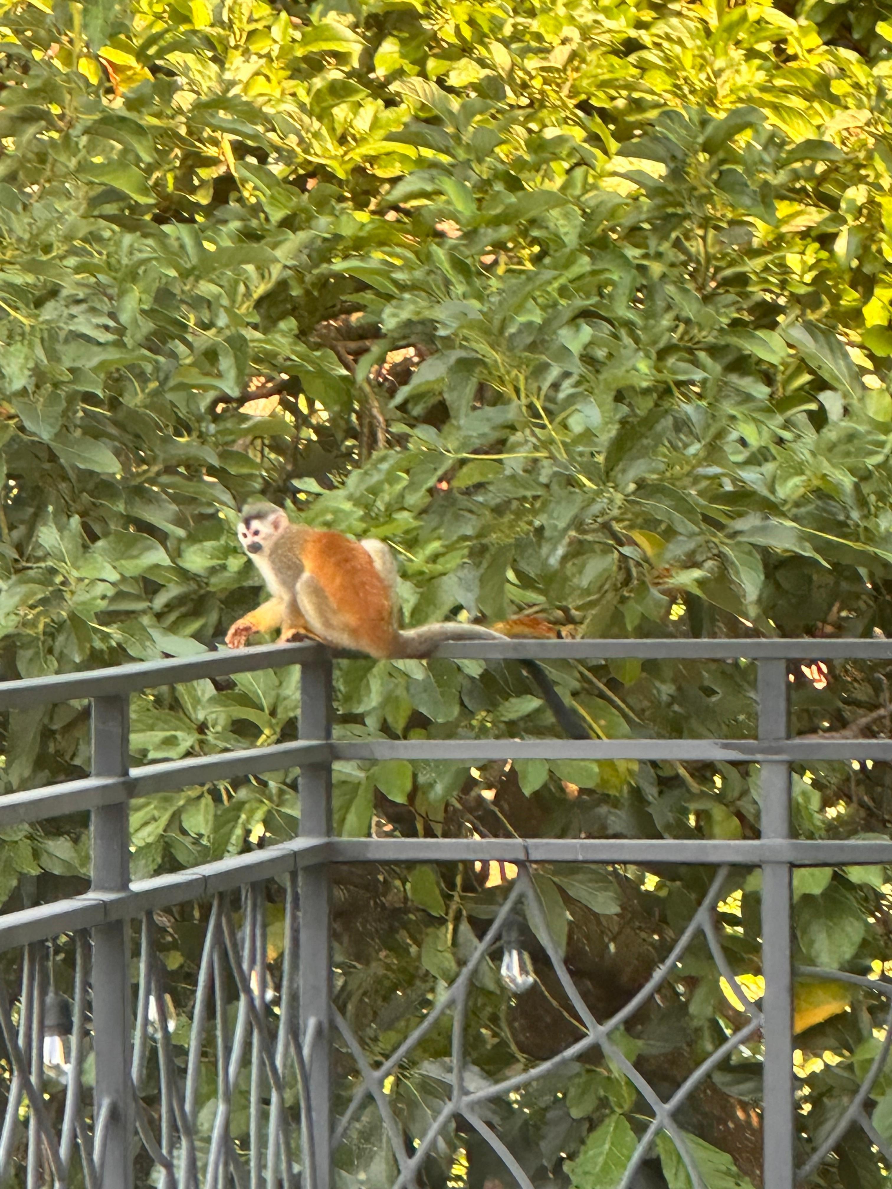 Titi monkey on back deck