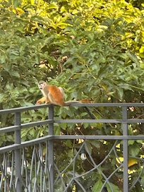 Titi monkey on back deck