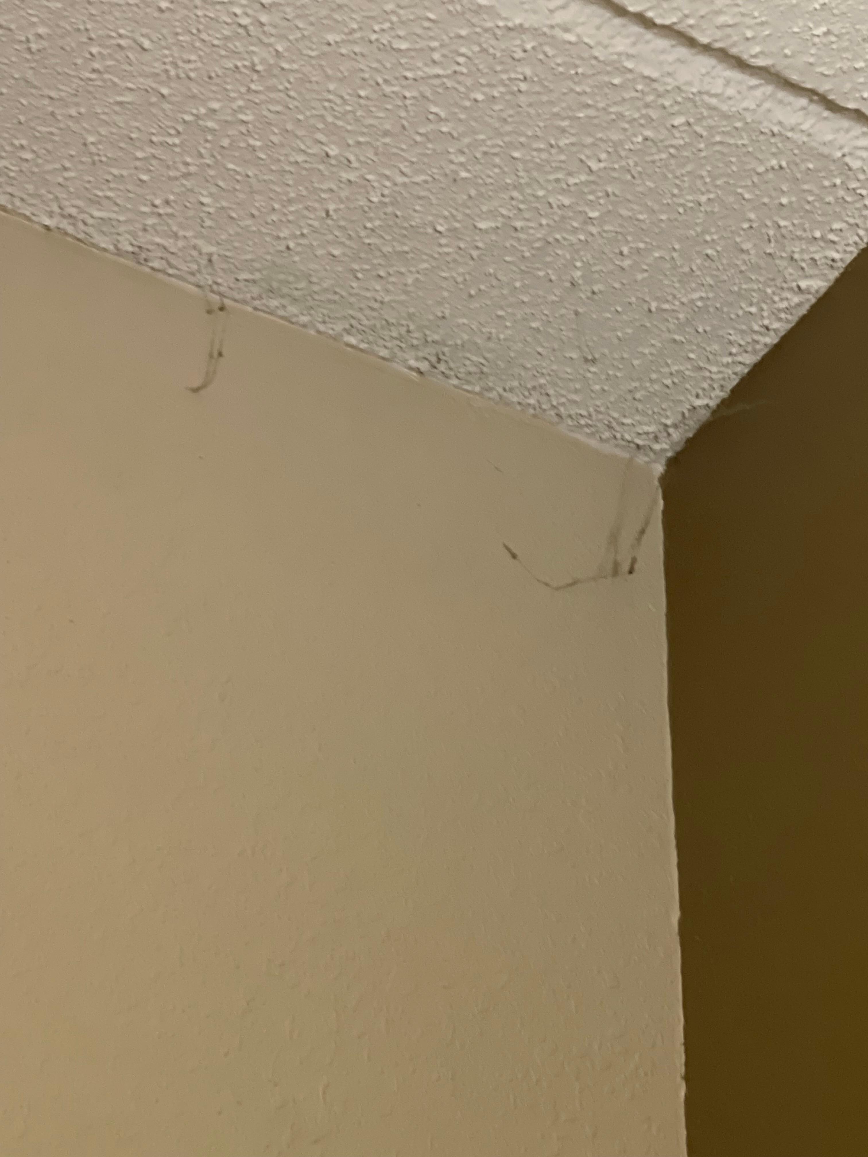More spider webs