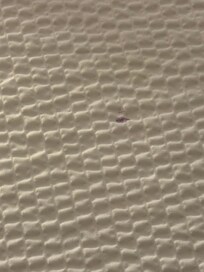 Blood spots on bed