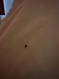 Bed bugs