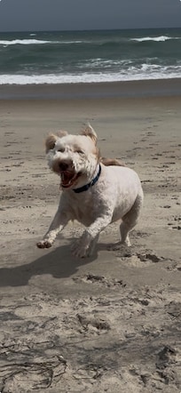 Somebody likes the beach