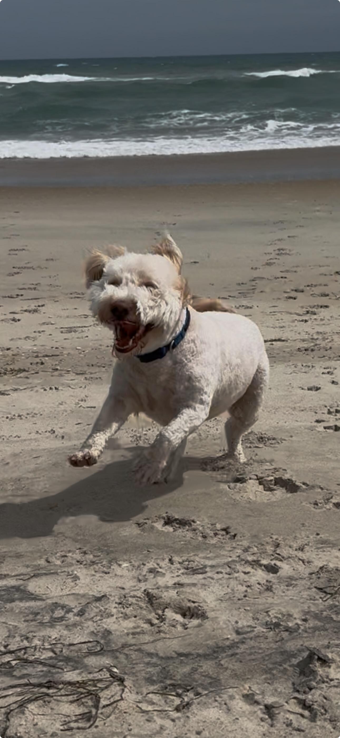 Somebody likes the beach