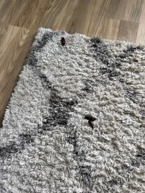 Dog feces on carpet