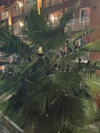 These birds are on the trees every night and there are like 1,000 of them