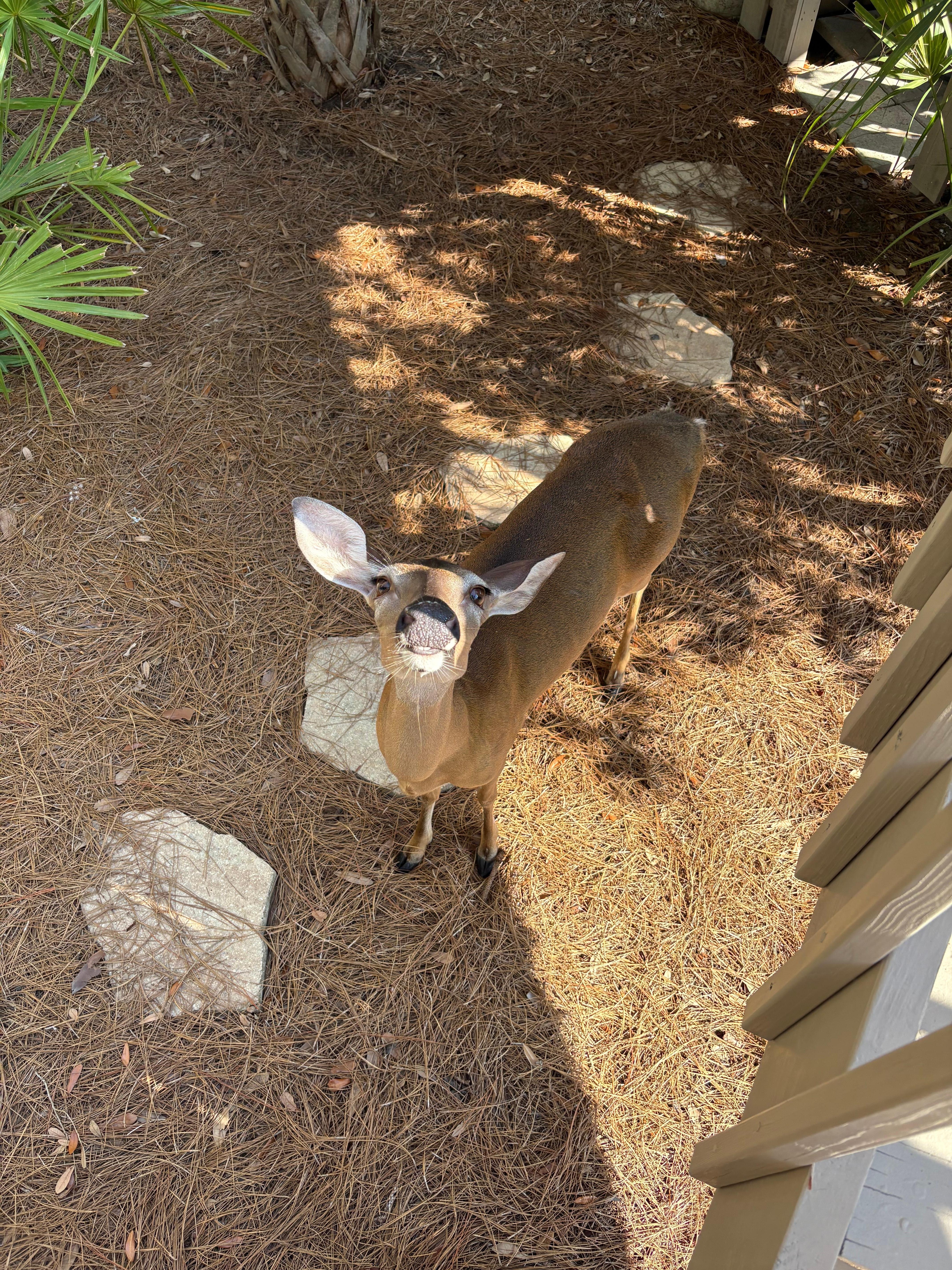 We had visitors every morning and evening and sometimes in the afternoon! We loved it! 