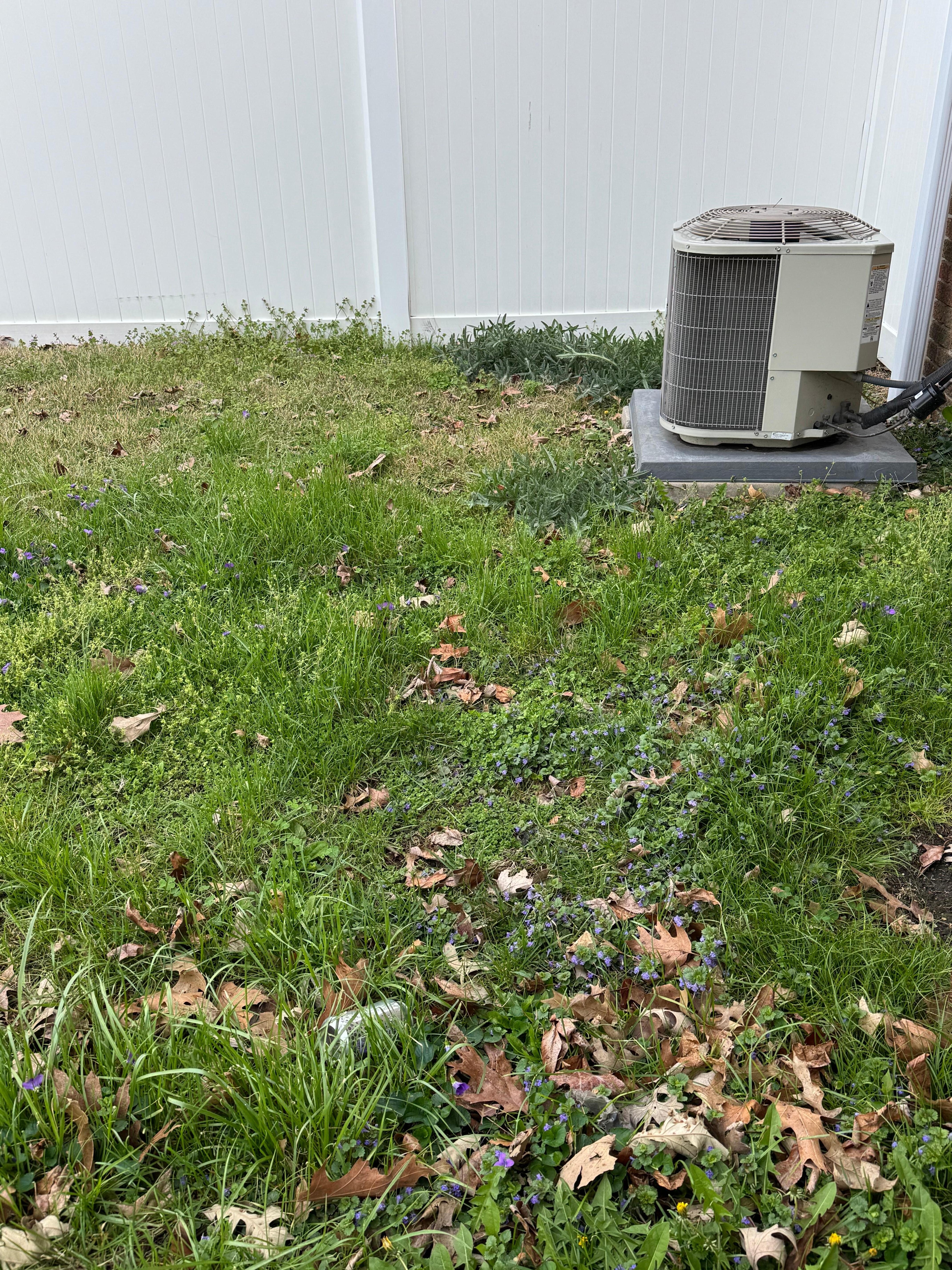 Unkempt yard