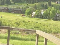 Elk