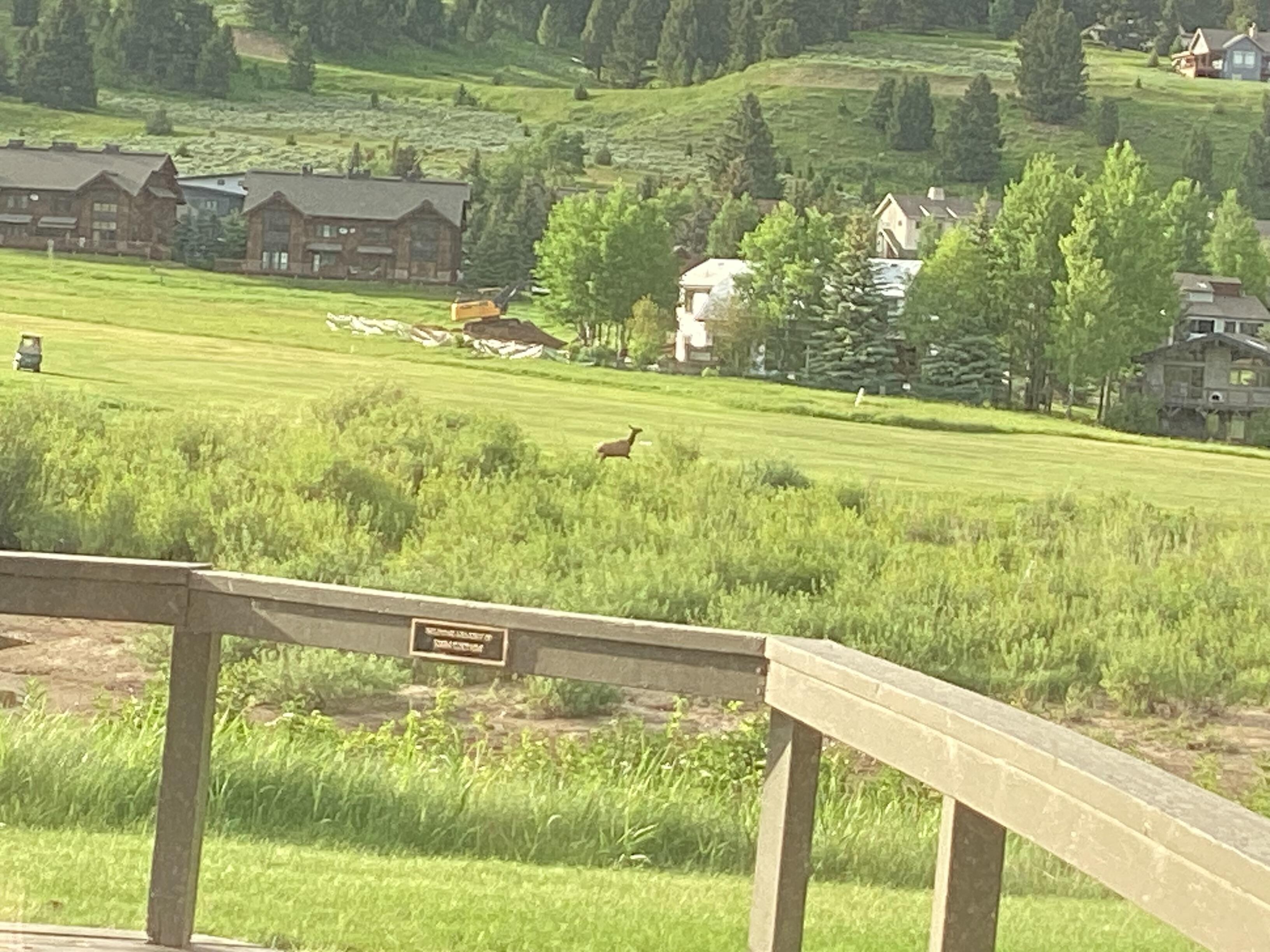 Elk