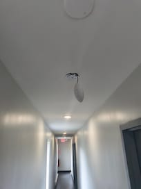Black mold
