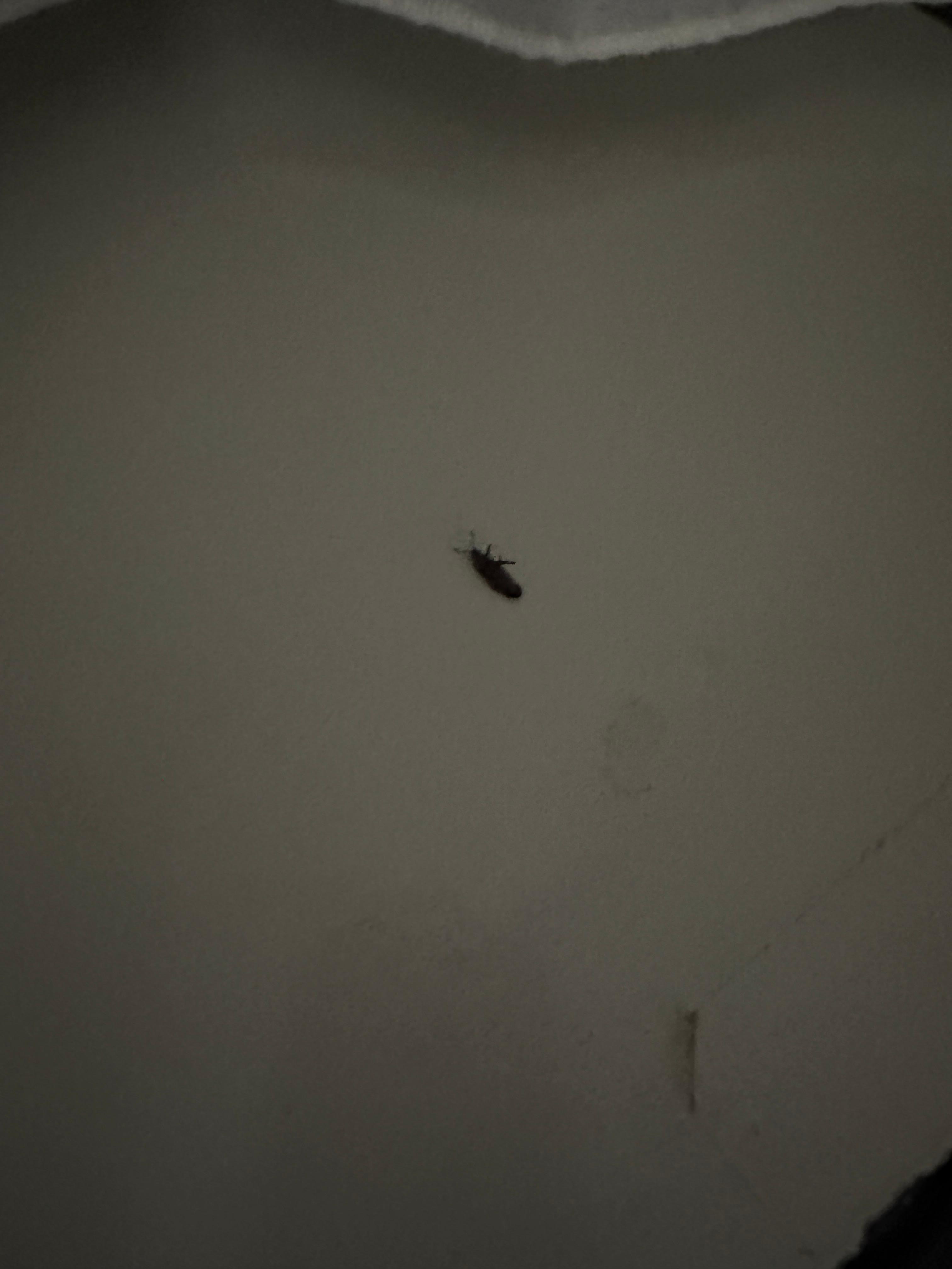 At least it was dead