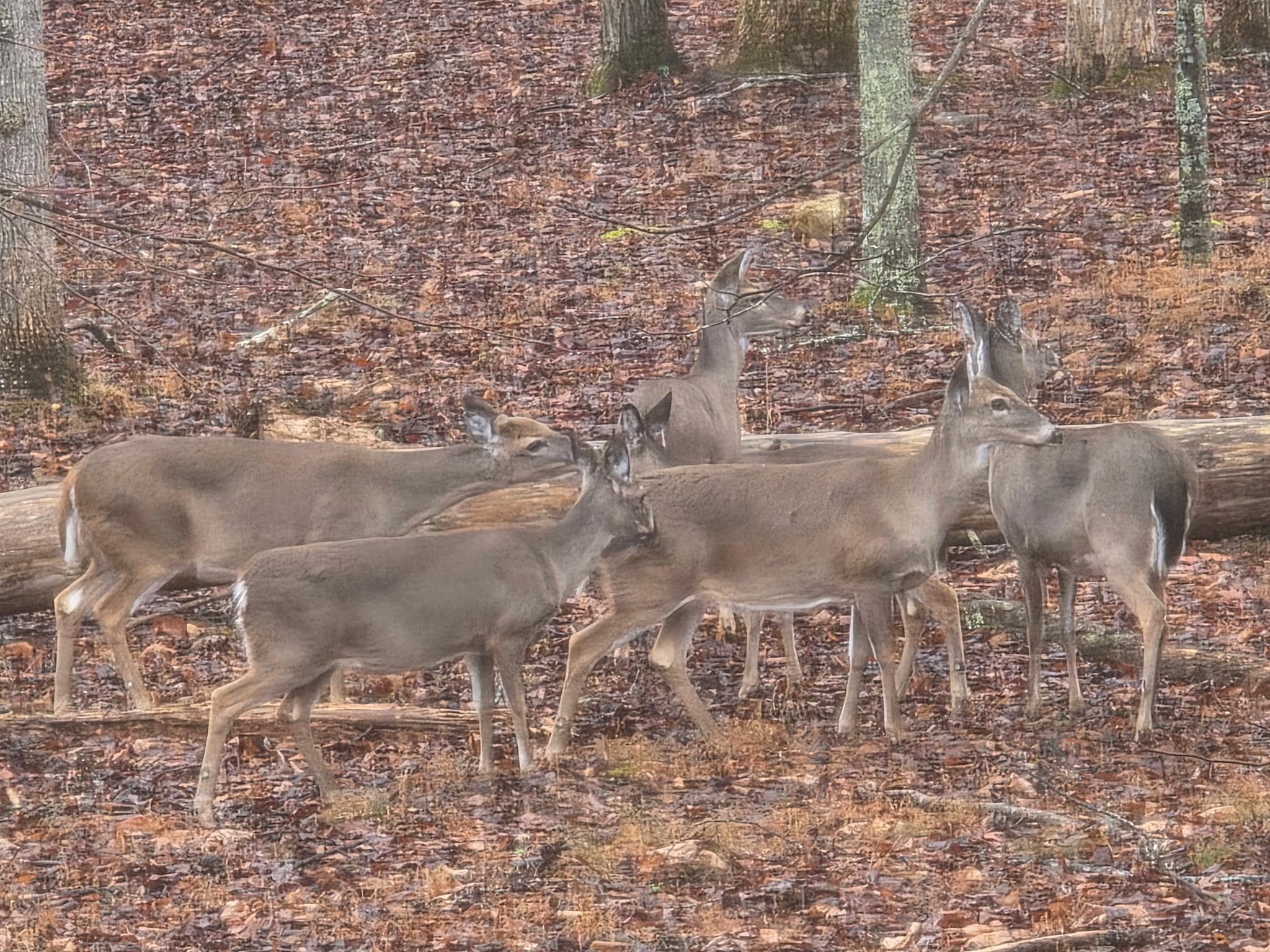 Deer in the morning in the backyard