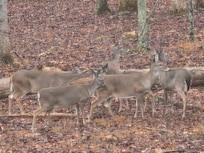 Deer in the morning in the backyard
