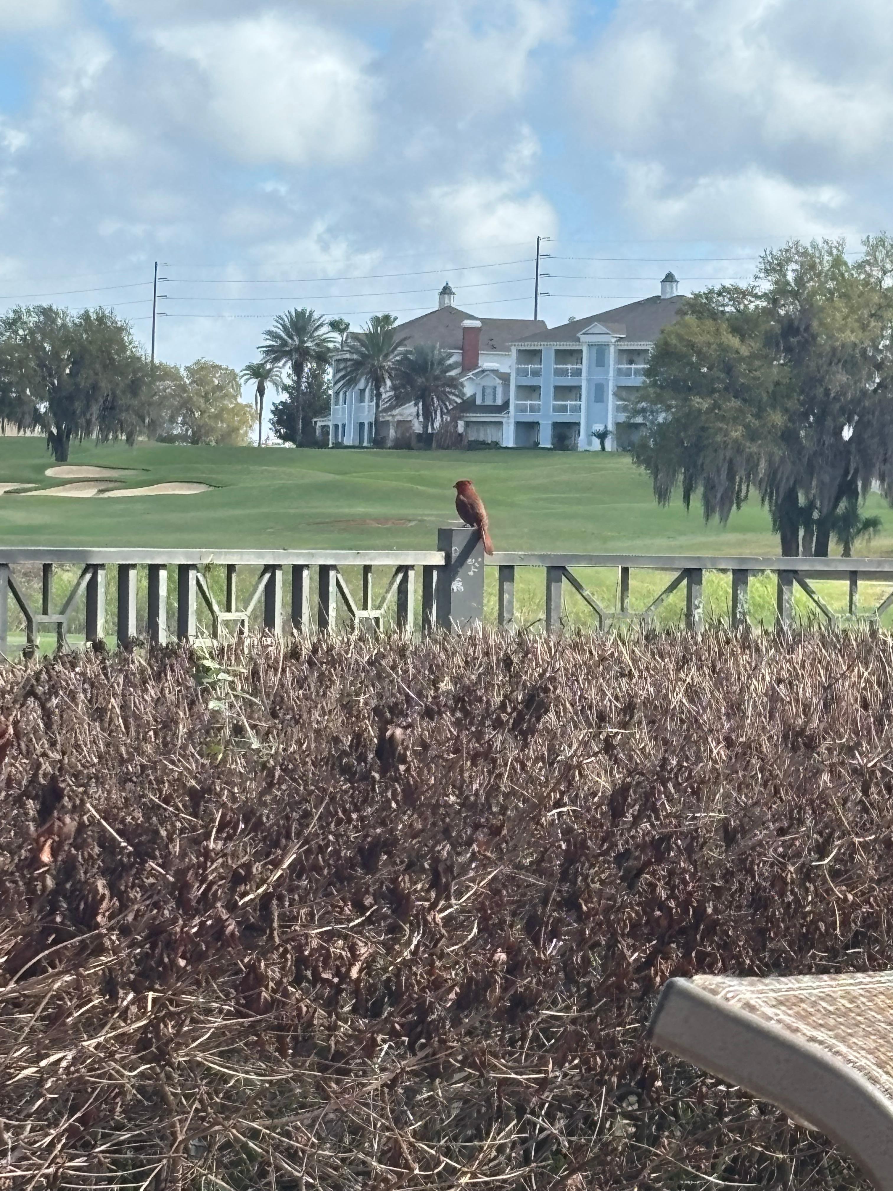 View of golf course from the pool. 
