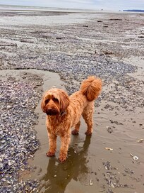 Tilly loved the beach!