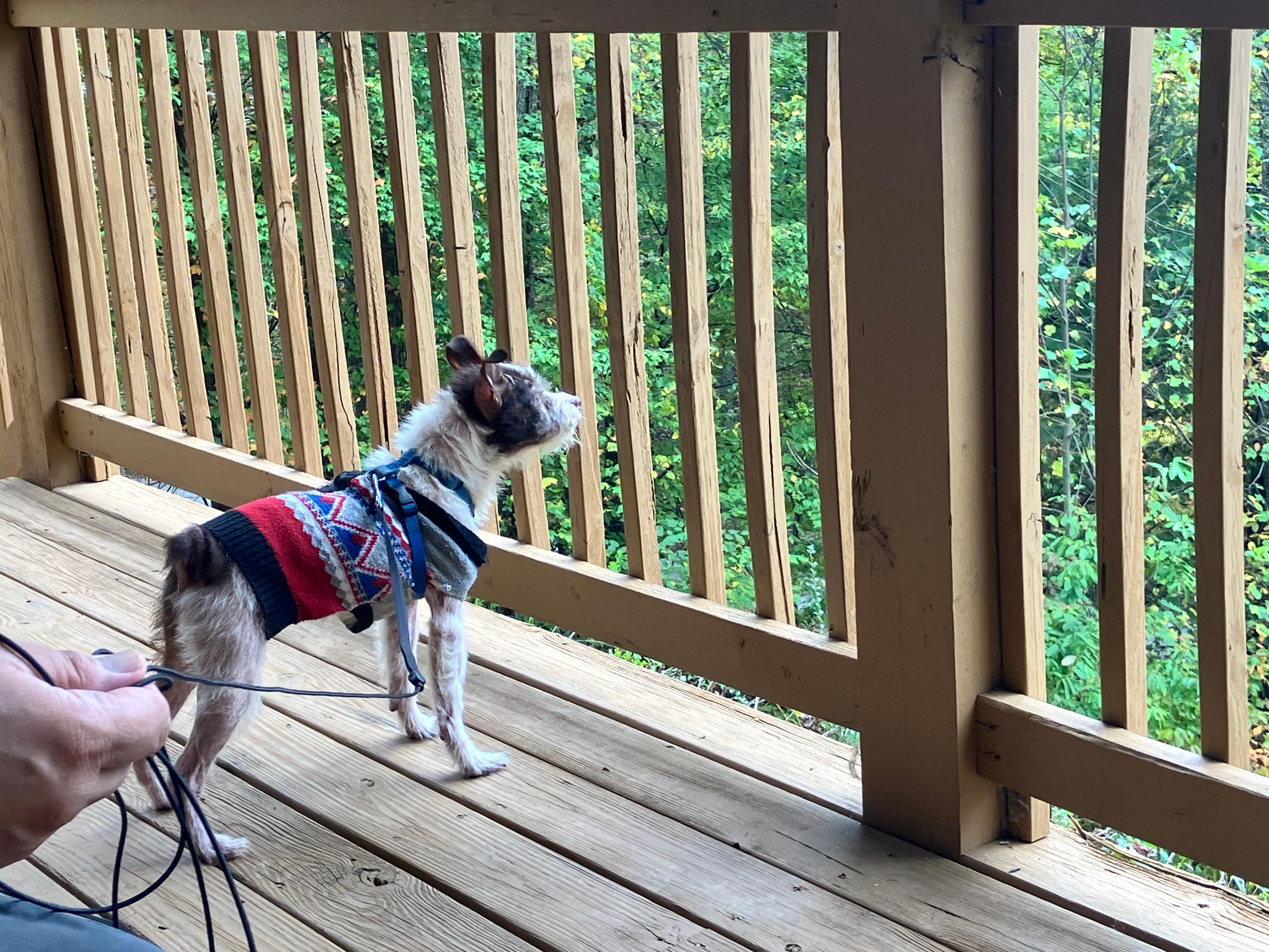Petey enjoying the mountain sounds and smells