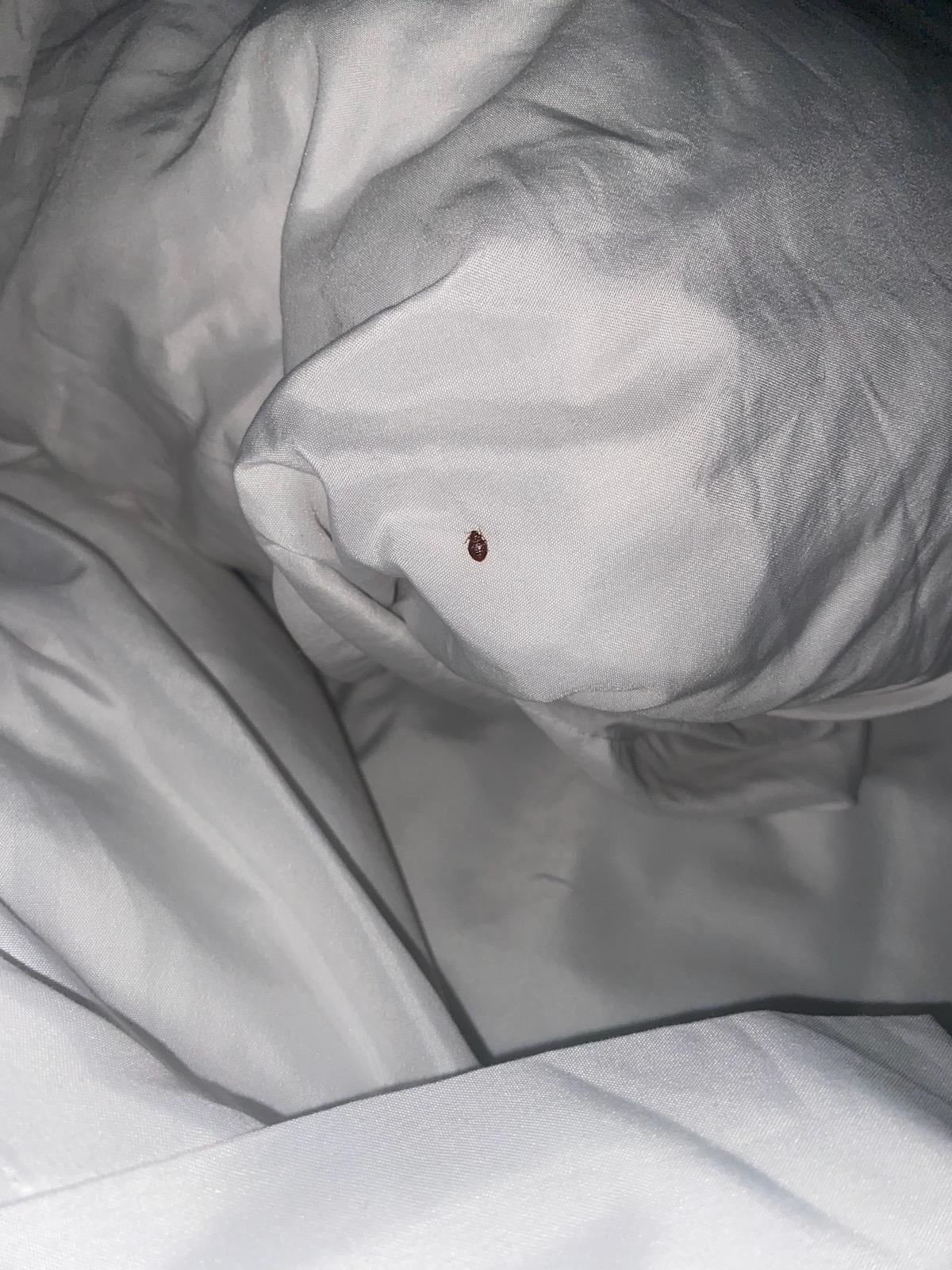 Bedbug found 