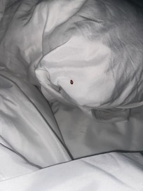 Bedbug found