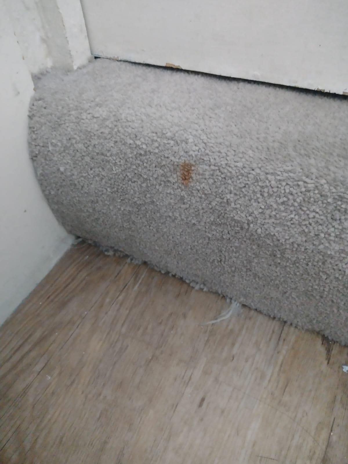 the carpet was not cleaned at chec-kin and had bloodstains