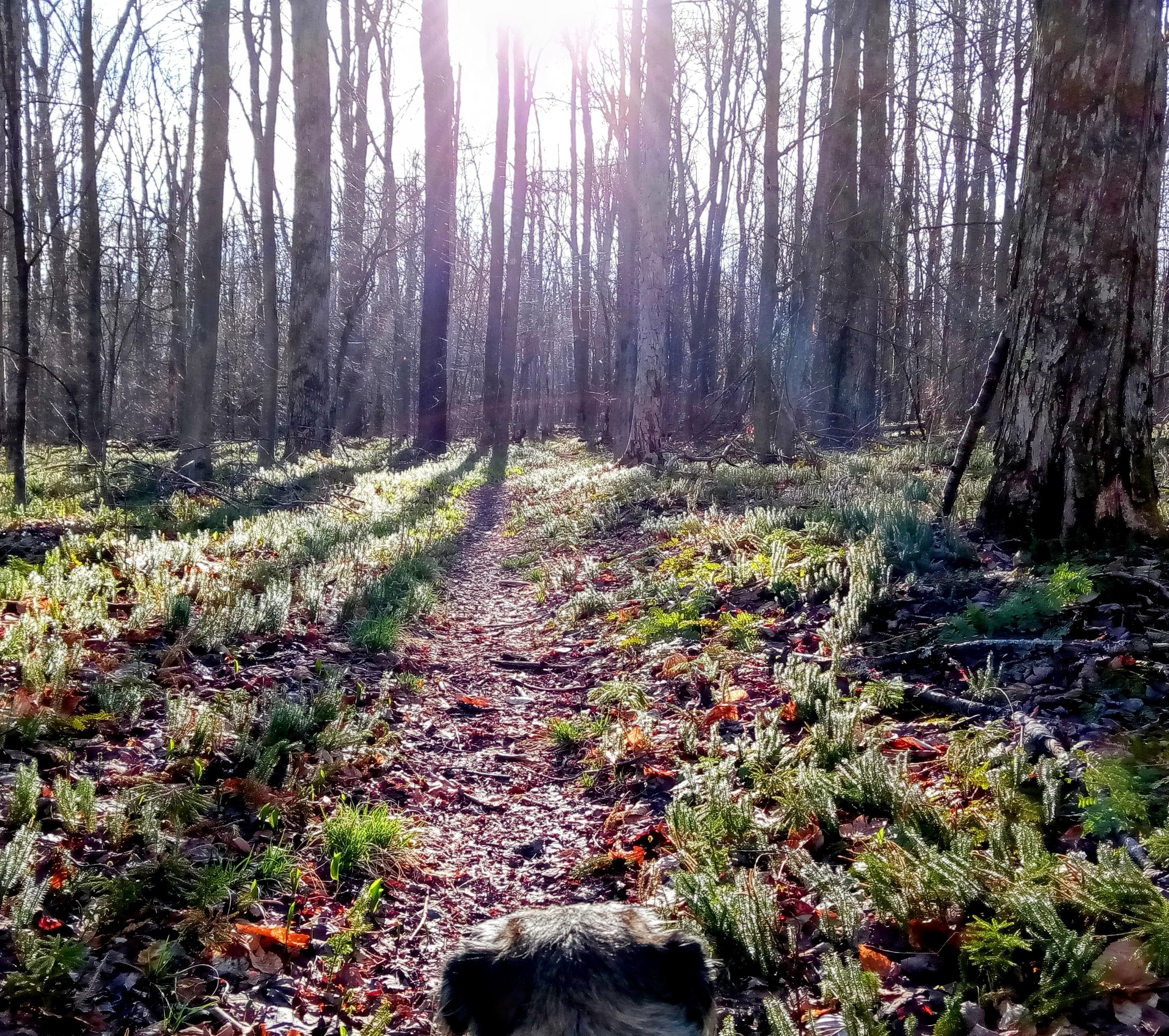 Hiking at the Susquehannock State Forest with the pup.