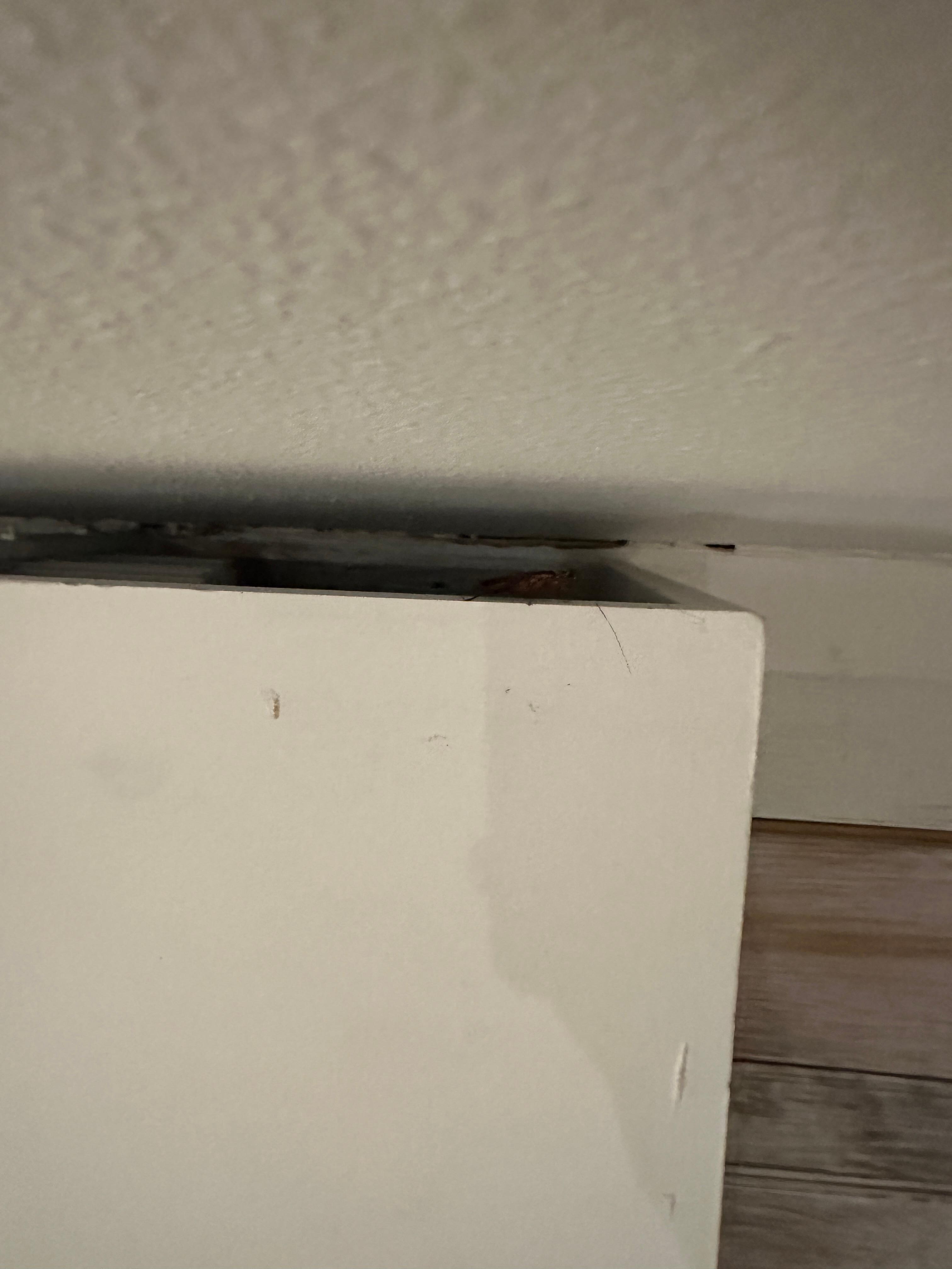 large cockroach on window framing