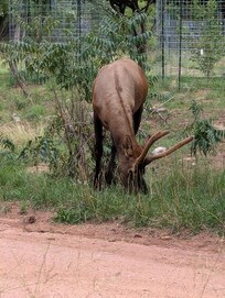 Young Bull Elk