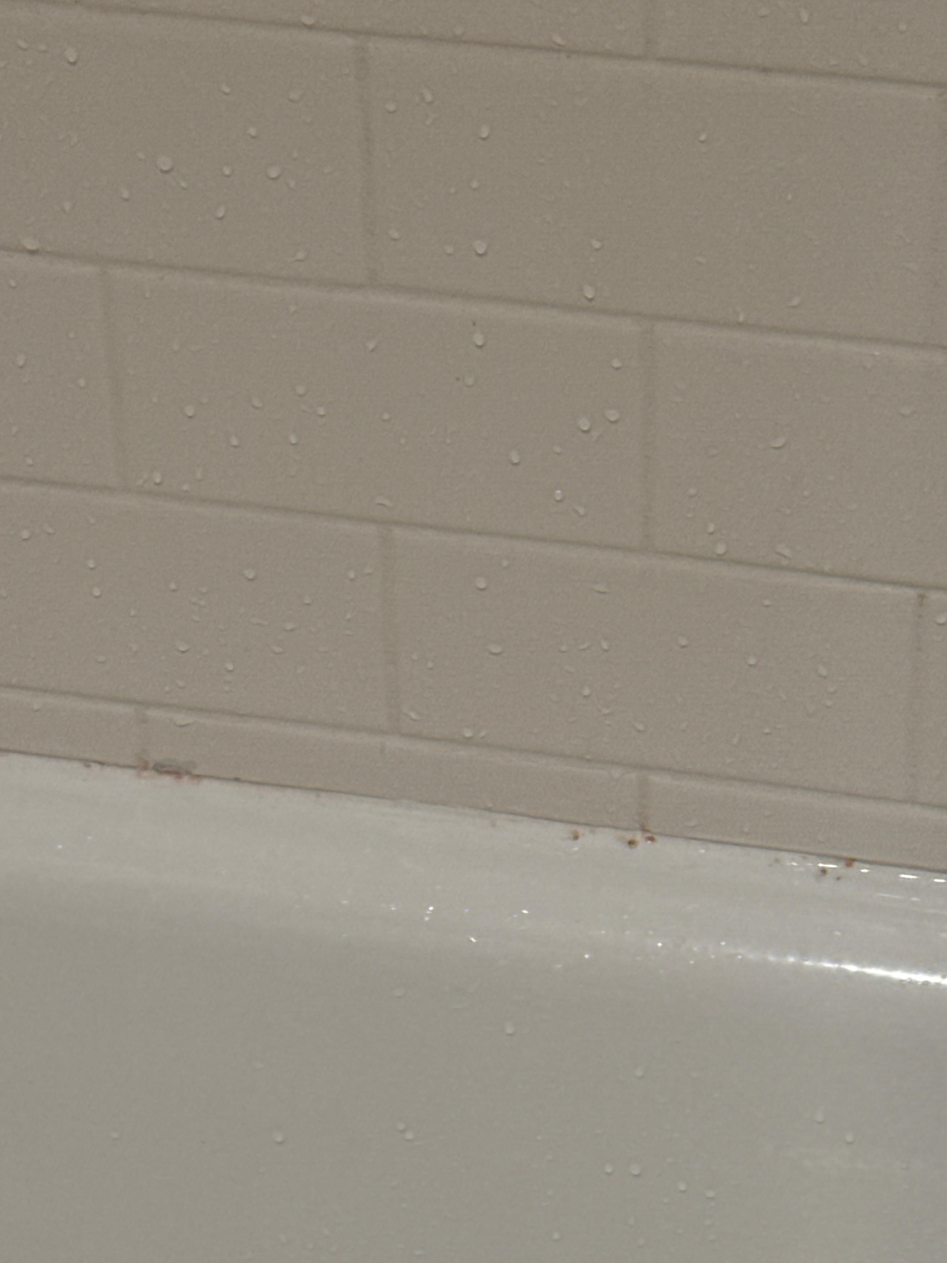 Pink mold