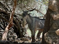 Wild goat