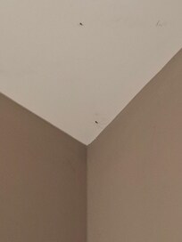 Only a few of all the spiders and cobwebs we found throughout