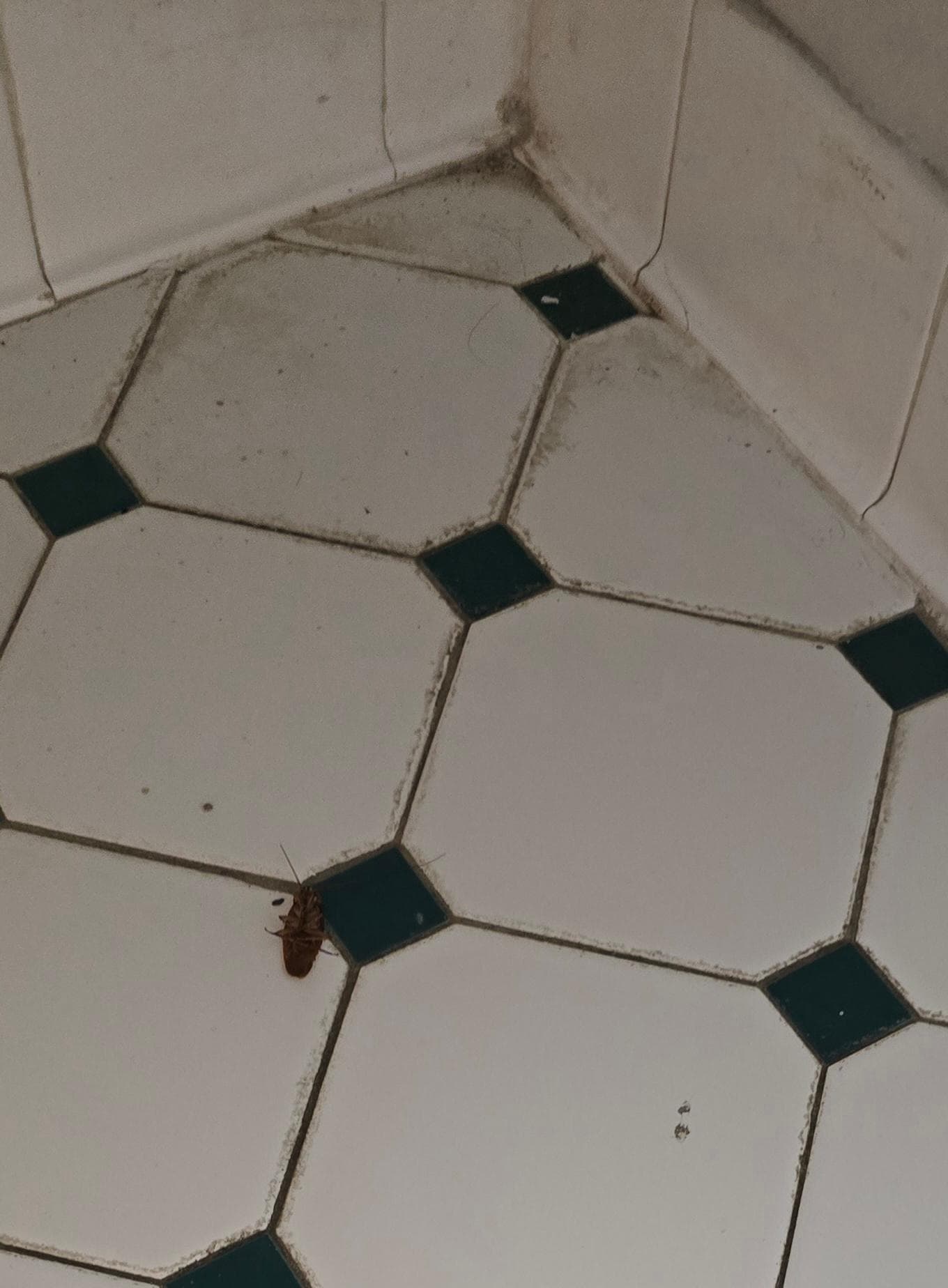 Roach