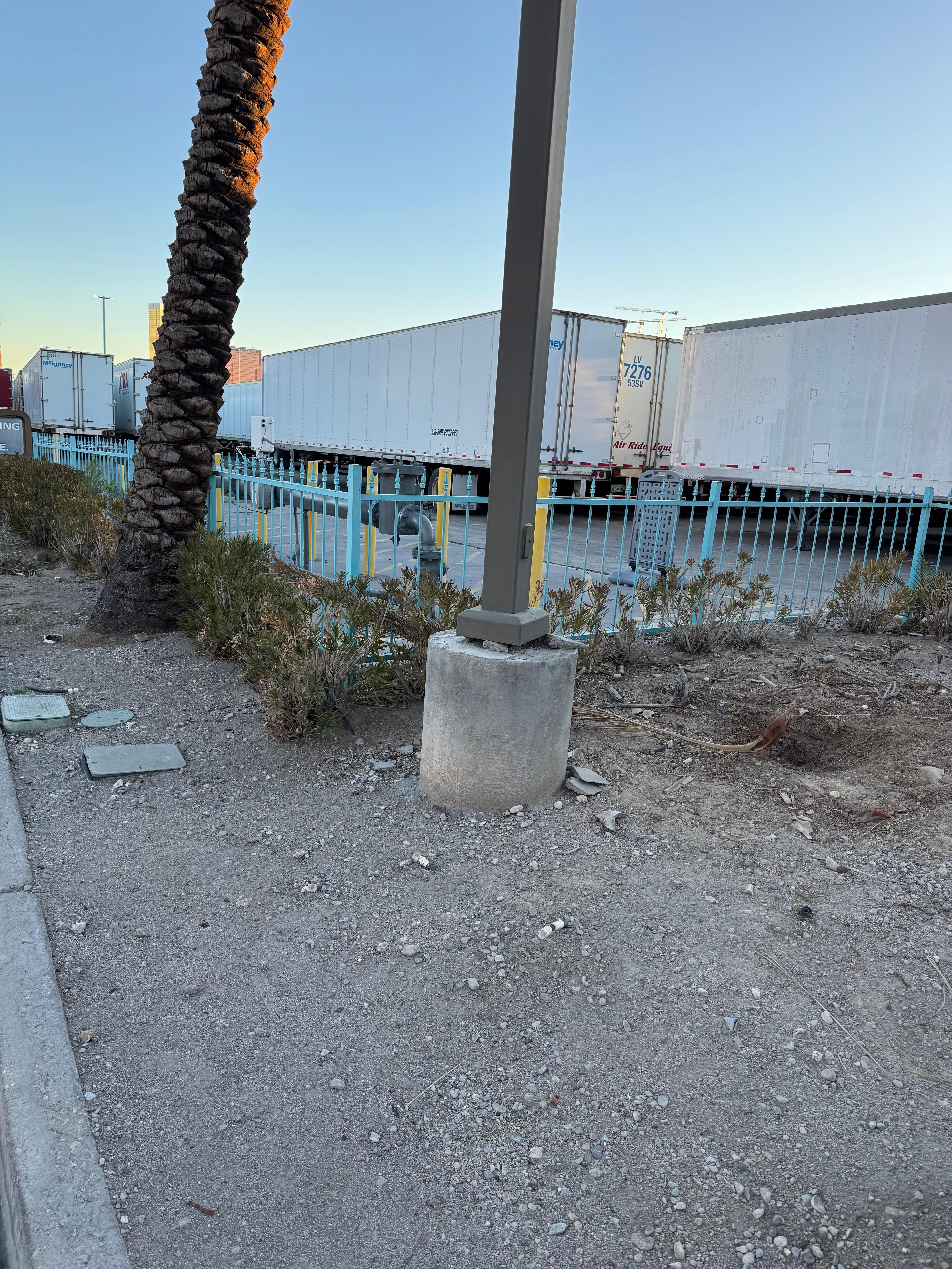 Bone dry dying palms!!