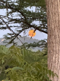 We were so lucky to get a glimpse of the full phone in the back yard.