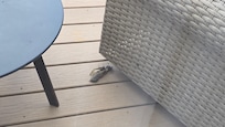 dead bird