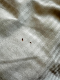 Blood and wine stains on the sheets upon arrival