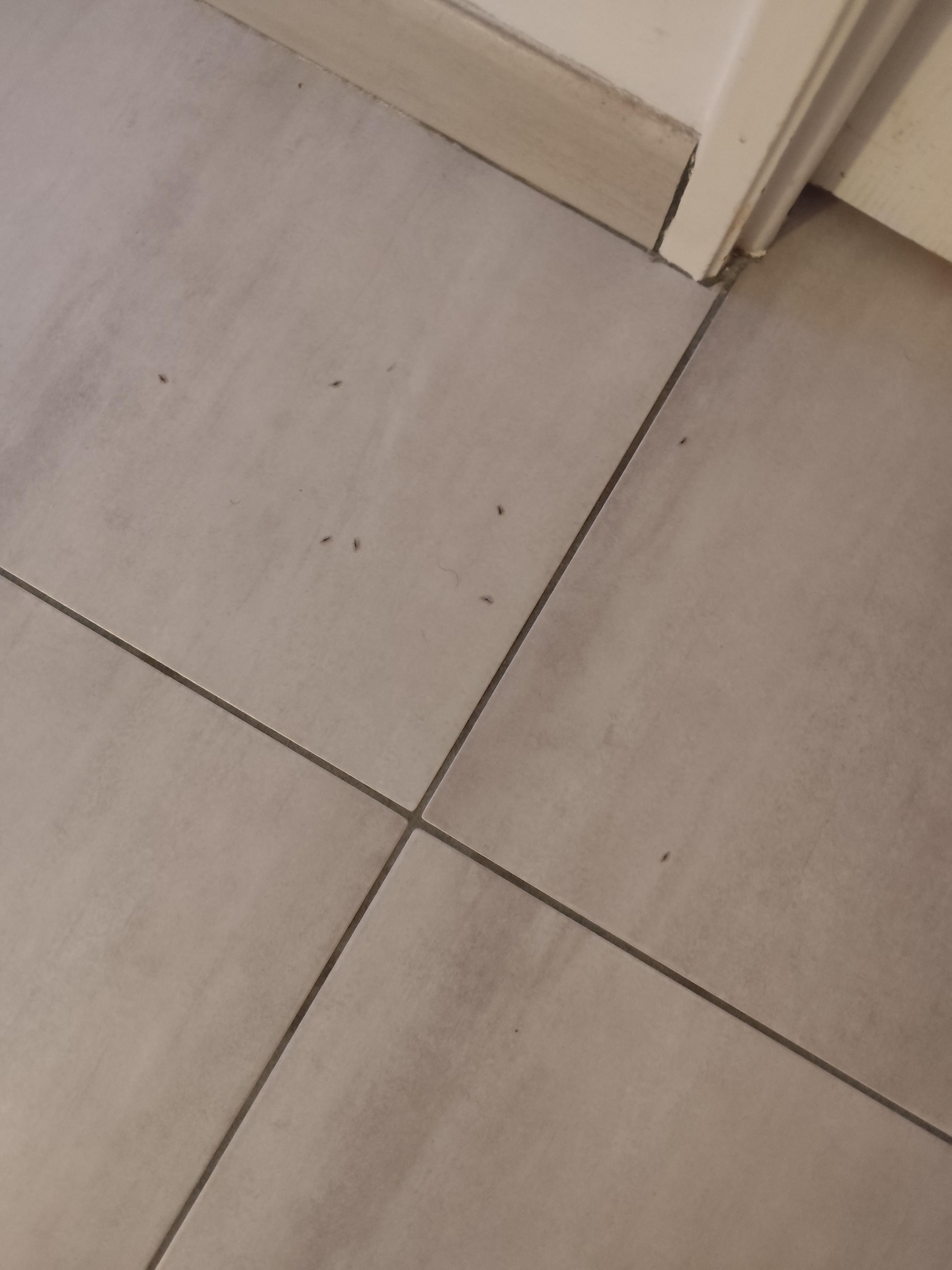 Des visiteurs nocturnes 