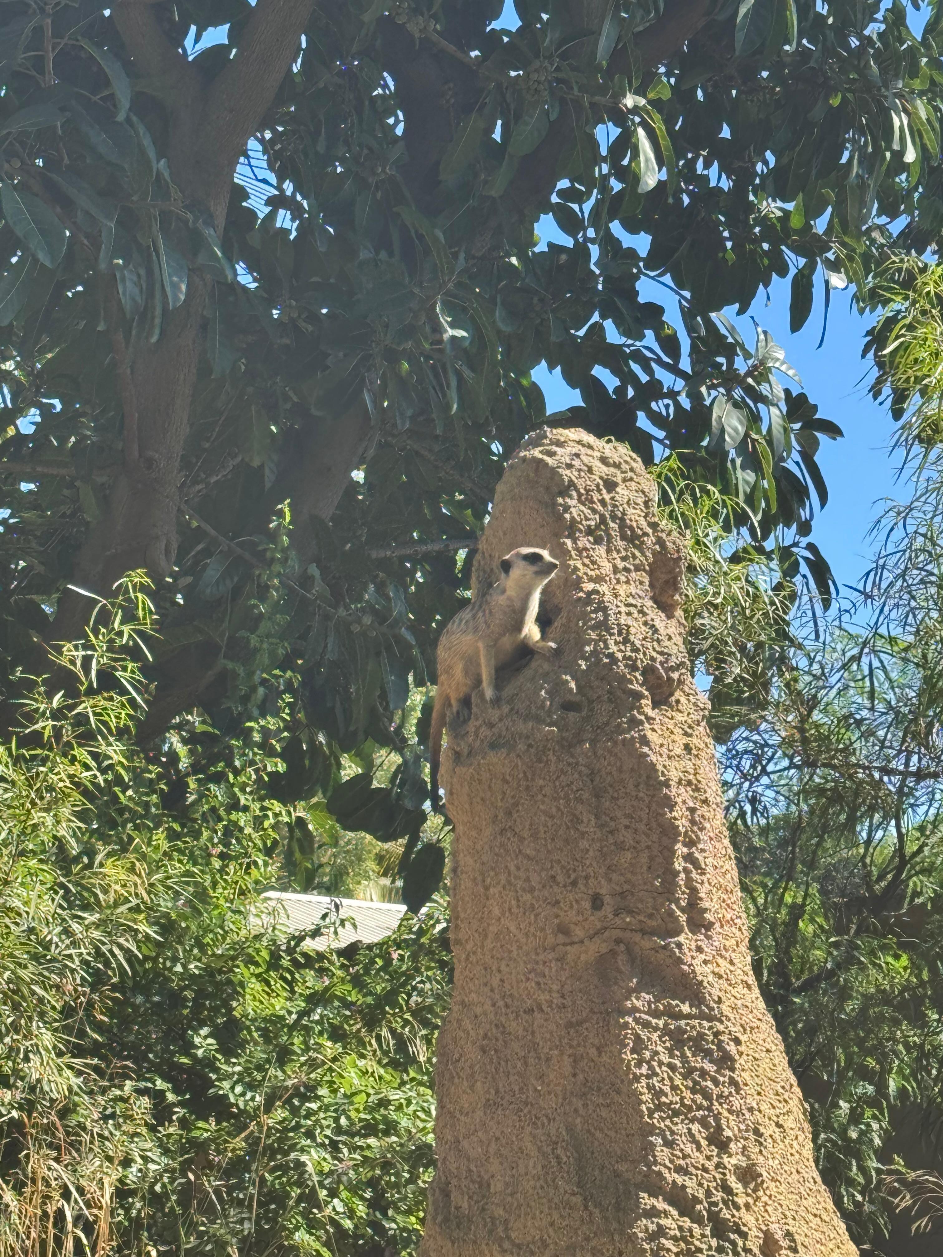 Merket at the San Diego Zoo