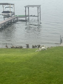 Our little visitors