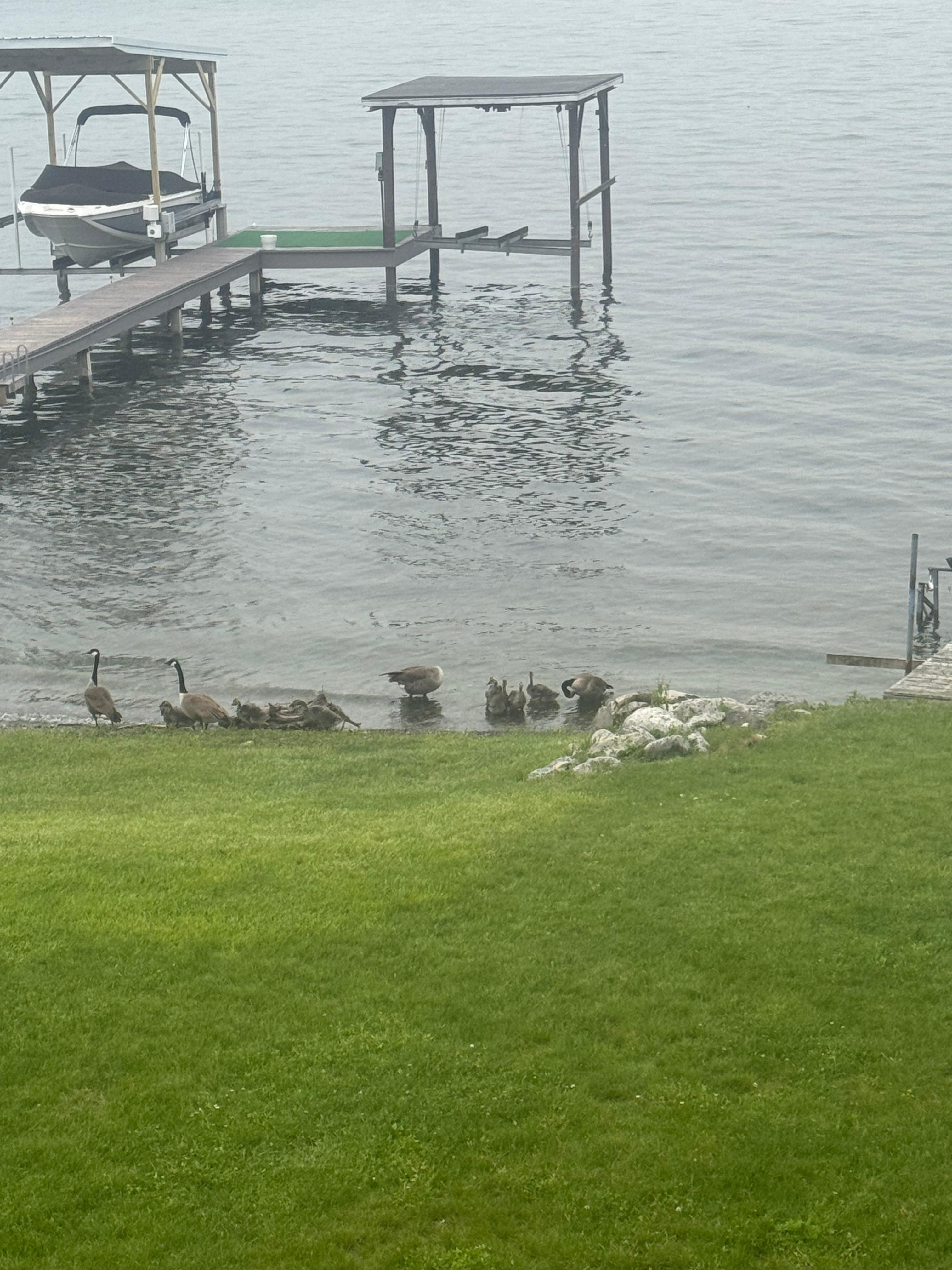 Our little visitors