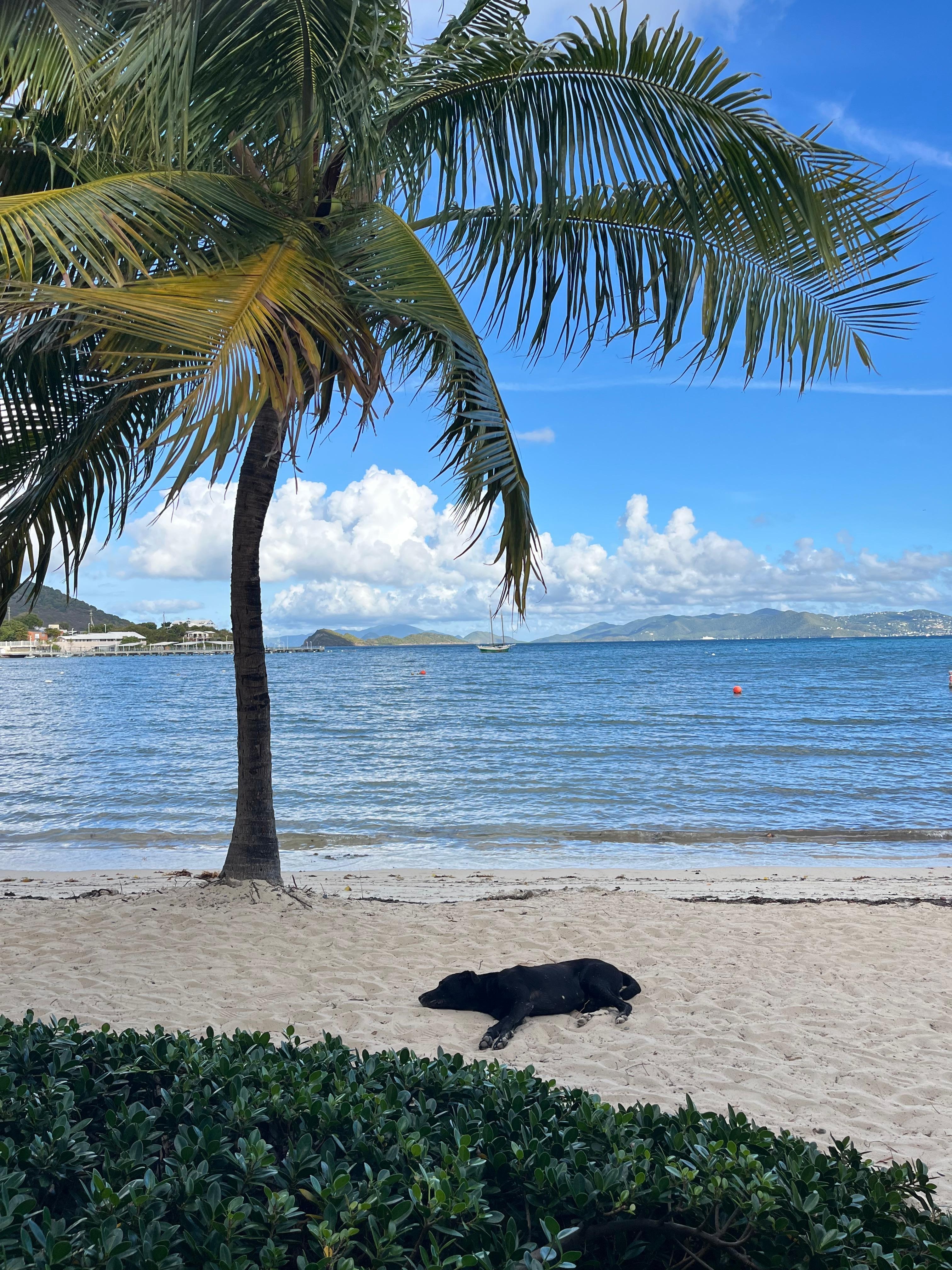 Resort has three stray dogs they take care of. 