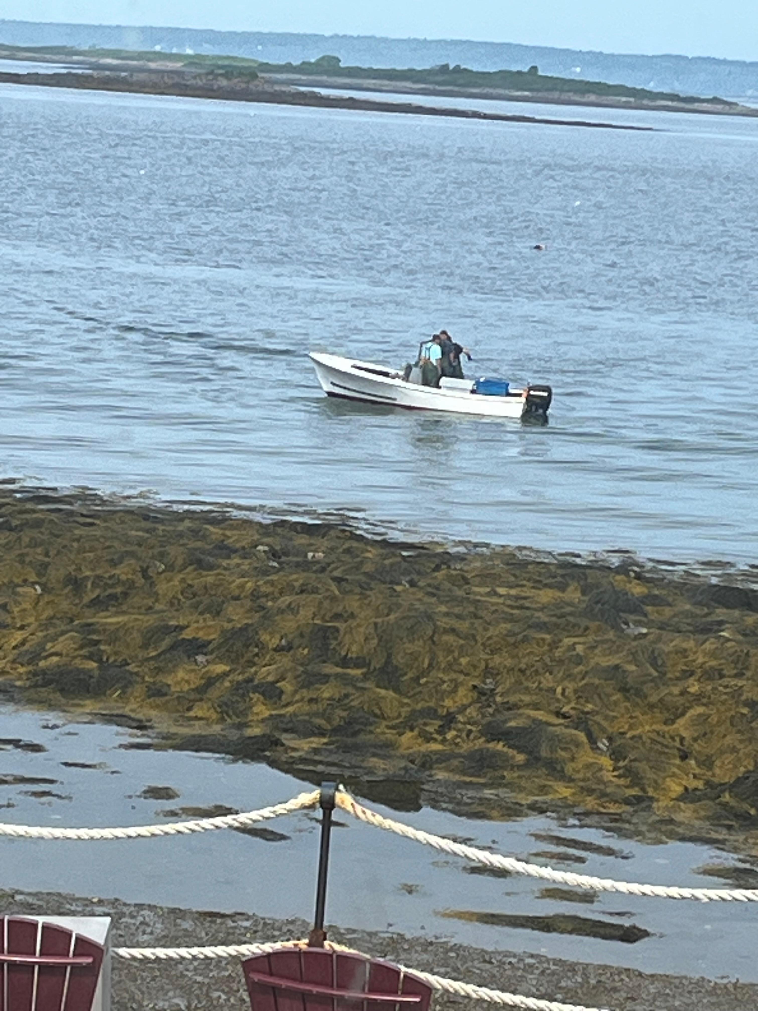 Lobster being harvested just a few yards away.