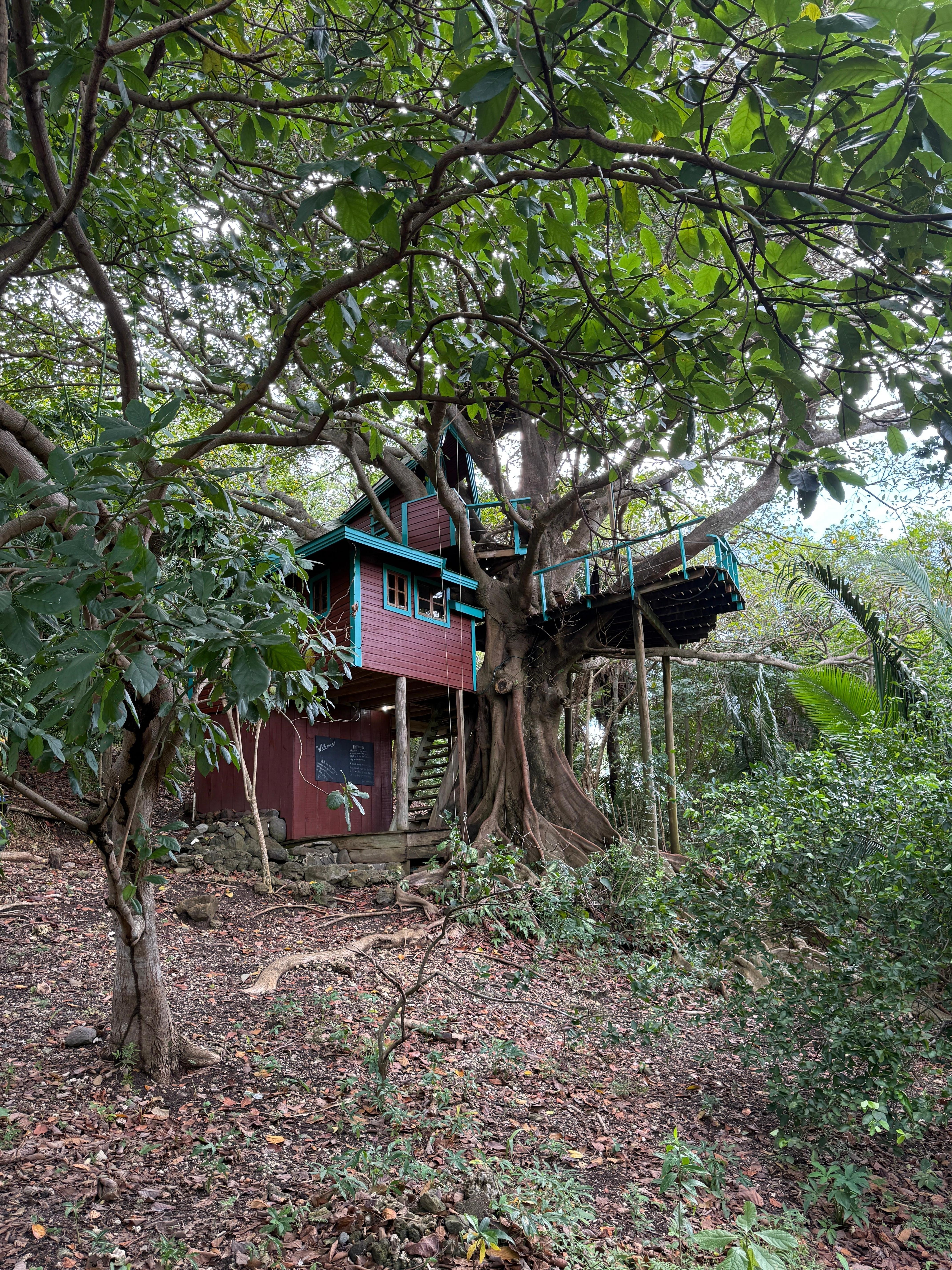 The front of the tree house