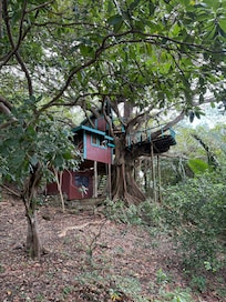 The front of the tree house